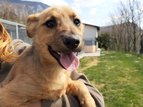 Hotel per cani ed asilo per animali domestici Oskar Vitovlje, Severna Primorska