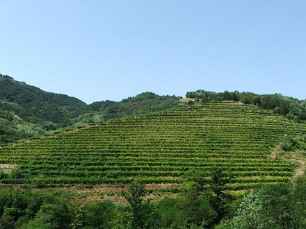 Cantina di vini Uršič, Vipava