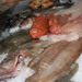 Cantina di pesci Santalucia, Il litorale