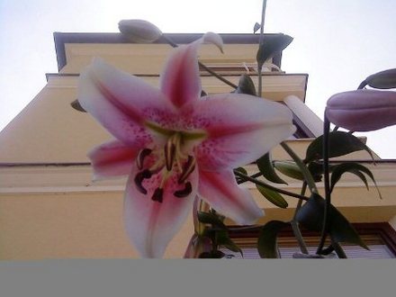 Še nekaj prostih apartmajev v Premanturi Še nekaj prostih apartmajev v Premanturi