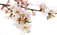 Offerte speciali per il Primo Maggio! Offerte speciali per il Primo Maggio!