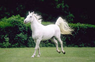 The Lipizzaner horses, Sežana