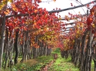 Turistično informacijska pisarna Lokev Turistično informacijska pisarna Lokev, Lokev 139, 6219 Lokev