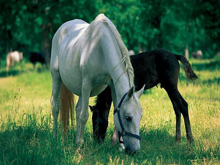 The Lipizzaner horses, Sežana