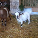 Tourist farm pri Boštjanovcu, Julian Alps