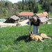 Homestead and cheese dairy Tratar , Severna Primorska