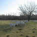 Ecological farm Lipičar (Francetovi), Miren