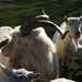 Ecological farm Lipičar (Francetovi), Miren