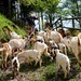 Ecological tourist farm Pri Lovrču, Tolmin