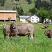 Ecological tourist farm Pri Lovrču