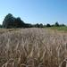 Azienda agricola biologica Trnulja