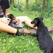 Hundehotel und Tierheim für Haustiere Oskar Vitovlje