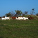 Tourist farm Benčič