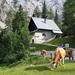Cottage na Gozdu