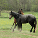 Babuder tourist farm, Kozina