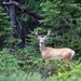 Tourist farm Grapar, Cerkno