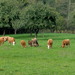 Touristischer Bauernhof Peternelj