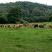 Touristischer Bauernhof Peternelj