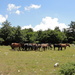 Touristischer Bauernhof Peternelj