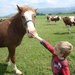 Tourist farm Pr Martinovh-Krhin, Dolenjska