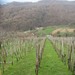 Vineyards Reisman, Novo mesto