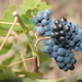 Wine cellar Jejčič, Branik