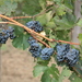 Wine cellar Jejčič, Branik