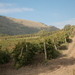 Wine cellar Jejčič, Branik