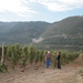 Wine cellar Jejčič, Branik