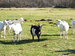 Ecological farm Lipičar (Francetovi), Miren